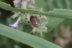 Holcostethus sphacelatus