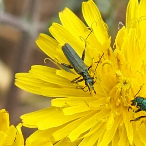 Oedemera crassipes
