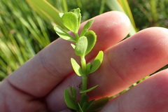 Bacopa
