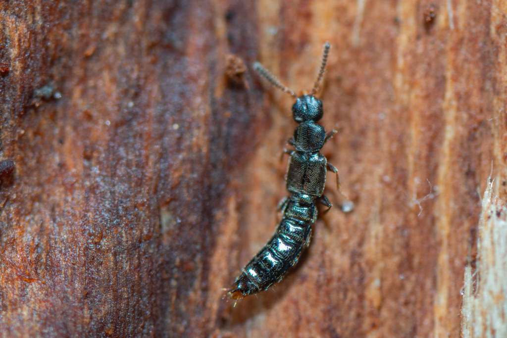 Anomognathus cuspidatus