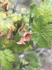 Ribes montigenum
