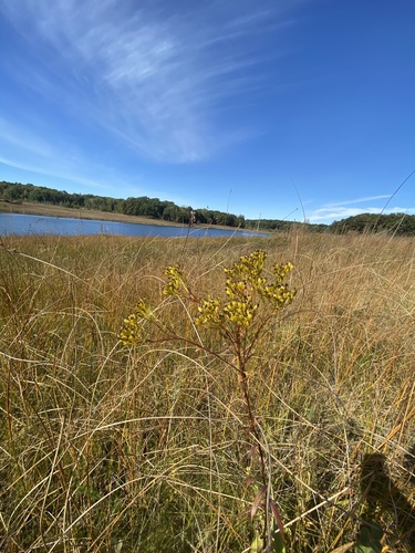 Image of Solidago ohioensis by (c) botany08, some rights reserved (CC BY)