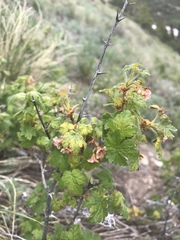 Ribes montigenum