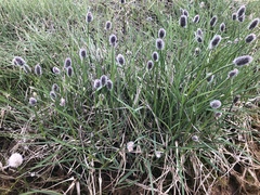 Alopecurus magellanicus