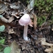 Mycena rosea (Mycena rosea)