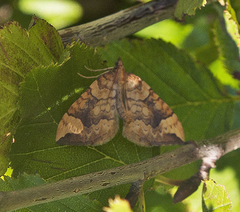Eulithis populata