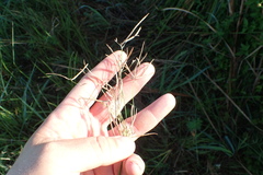 Cyperus articulatus