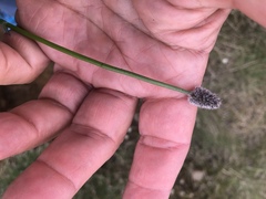 Alopecurus magellanicus