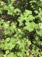 Ribes wolfii