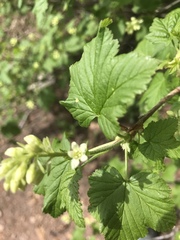 Ribes wolfii
