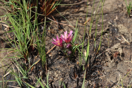 Image of Lactuca lasiorhiza by (c) Tony Rebelo, some rights reserved (CC BY-SA)