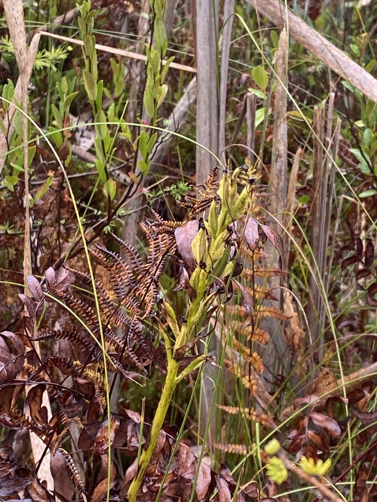 Platanthera leucophaea