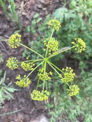 Lomatium dissectum