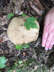 Caloboletus firmus