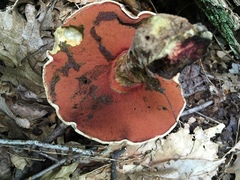 Caloboletus firmus