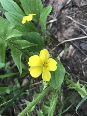 Viola praemorsa