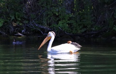 Pelecanus erythrorhynchos