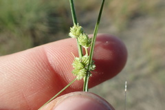 Cyperus acuminatus