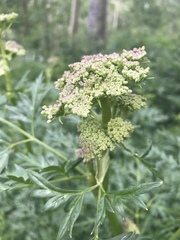 Ligusticum porteri