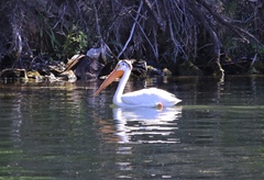 Pelecanus erythrorhynchos