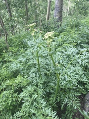Ligusticum porteri