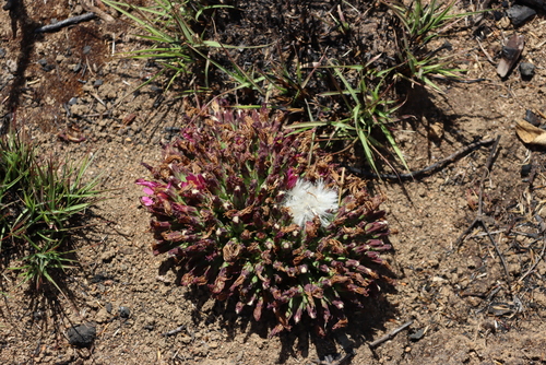 Image of Lactuca lasiorhiza by (c) Tony Rebelo, some rights reserved (CC BY-SA)