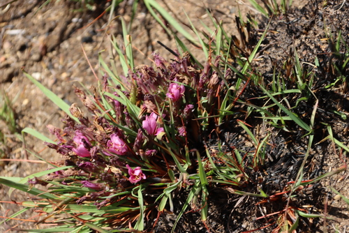 Image of Lactuca lasiorhiza by (c) Tony Rebelo, some rights reserved (CC BY-SA)