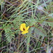Deering Partridge Pea - Photo (c) Noah Frade, some rights reserved (CC BY-NC-ND), uploaded by Noah Frade