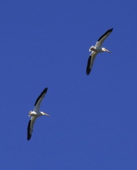 Pelecanus erythrorhynchos