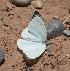 Leptophobia