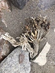 Laminariaceae