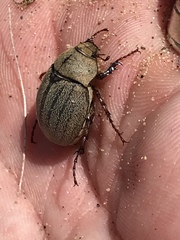 Phyllophaga lanceolata