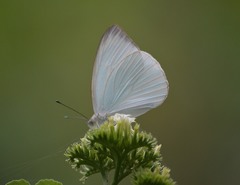 Leptophobia