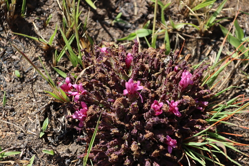 Image of Lactuca lasiorhiza by (c) Tony Rebelo, some rights reserved (CC BY-SA)
