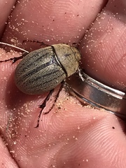 Phyllophaga lanceolata