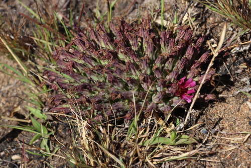 Fire Lettuce (Lactuca lasiorhiza)