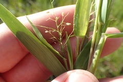 Dichanthelium aciculare