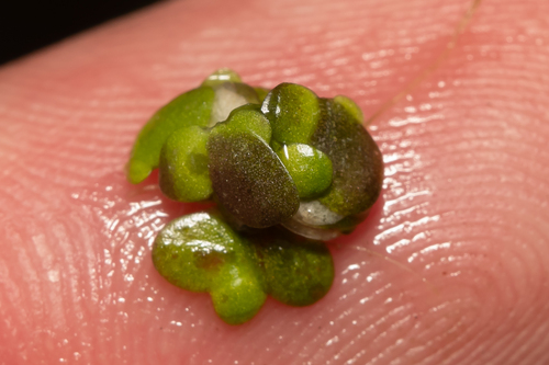 Image of Turion Duckweed (Lemna turionifera) by (c) Поляков Александр, some rights reserved (CC BY)