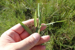 Dichanthelium aciculare