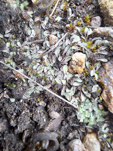 Image of Riccia beyrichiana by (c) Henry "Nick" Robertson, some rights reserved (CC BY-SA)