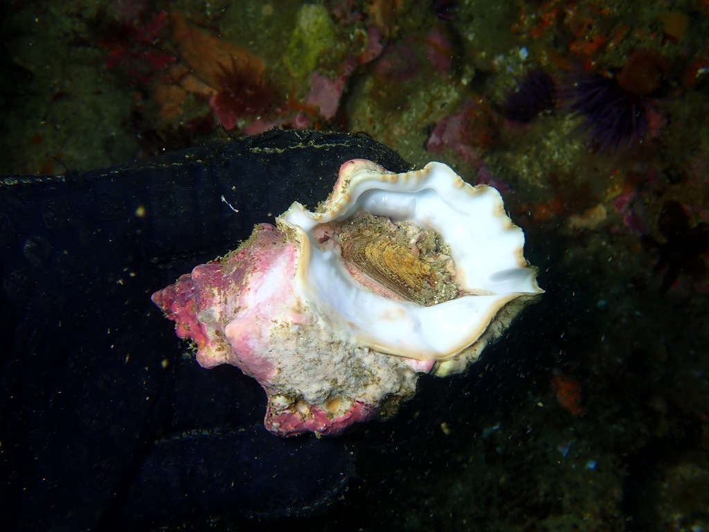 California frog shell