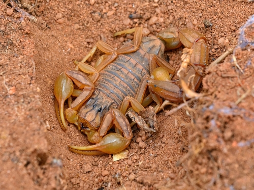 Buthus halius