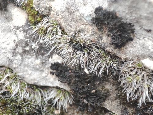 Crossidium squamiferum observed 2024-10-13