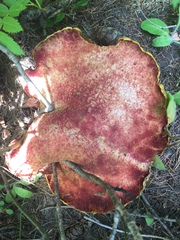 Suillus ochraceoroseus