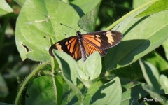 Actinote thalia pyrrha