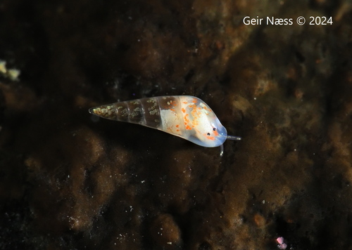 Representative image of Vitreolina philippi