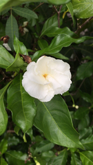Gardenia jasminoides