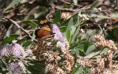 Actinote thalia pyrrha