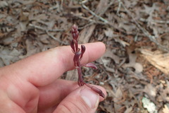 Bletia nitida