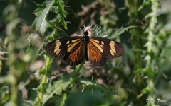 Actinote thalia pyrrha